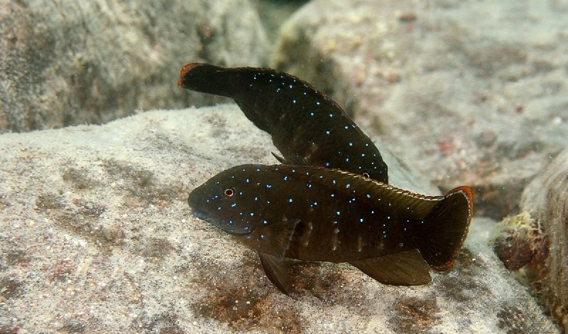 Eretmodus cyanostictus 'Mbita Island'